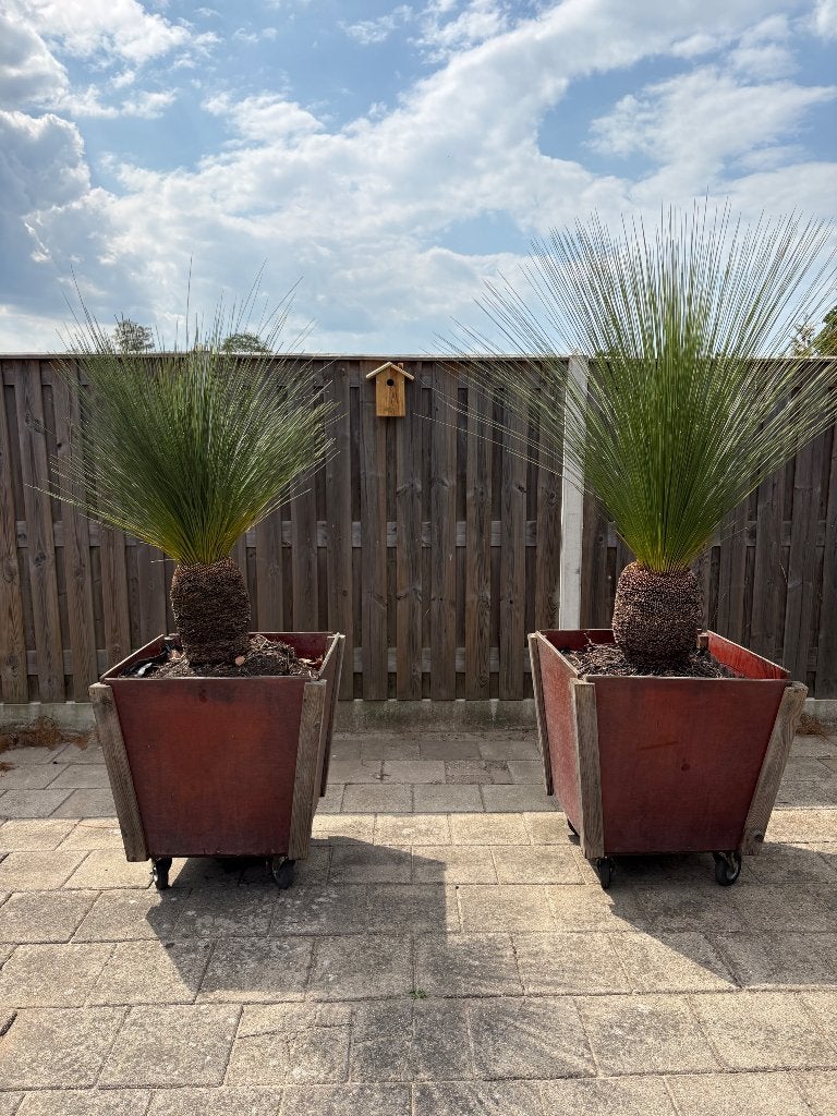 Xanthorrhoea glauca (Black boy /  2 meter – zeer zeldzaam, Tuin en Terras, Planten | Bomen, Overige soorten, 100 tot 250 cm, Zomer