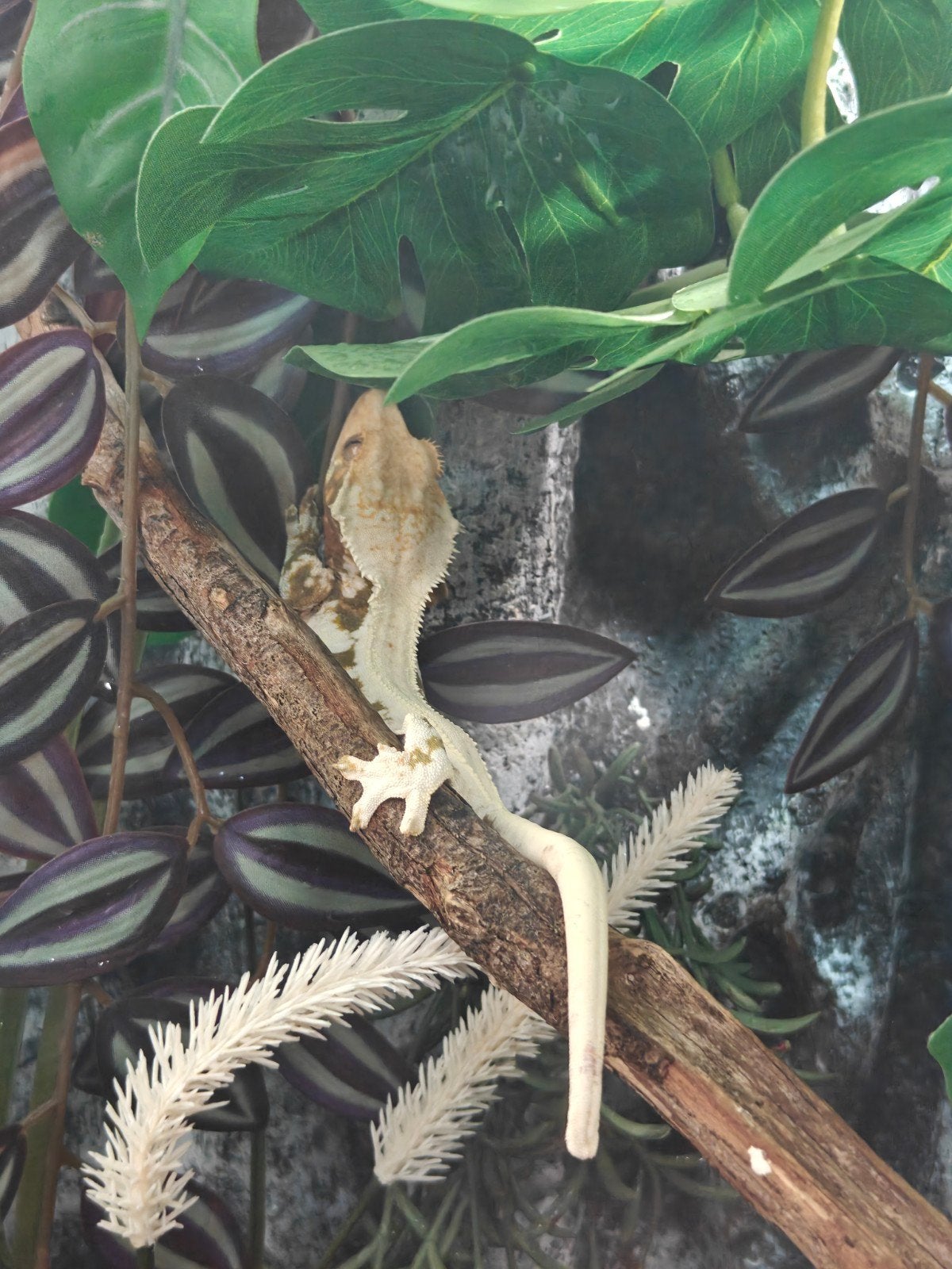 Wimpergecko LW vrouw