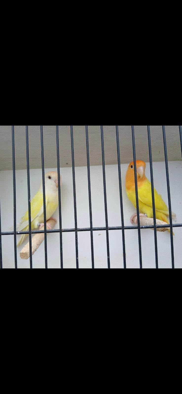 2 koppels roseicolli's, Dieren en Toebehoren