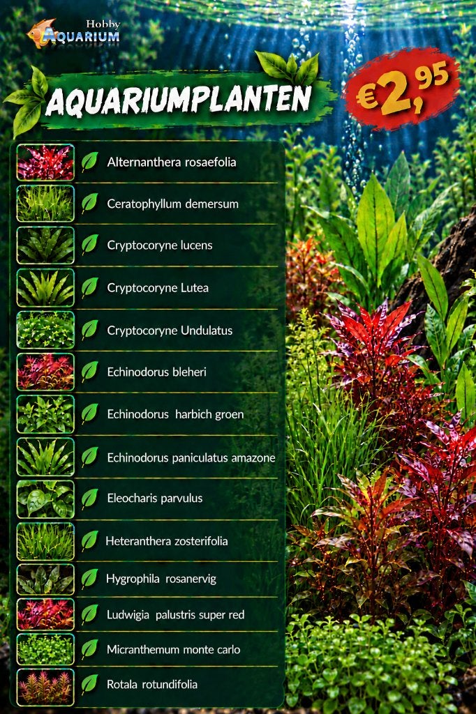 planten duur?nieuw fris assortiment start verkoop 24 sept, Ophalen, Nieuw, Plant(en), Steen of Hout
