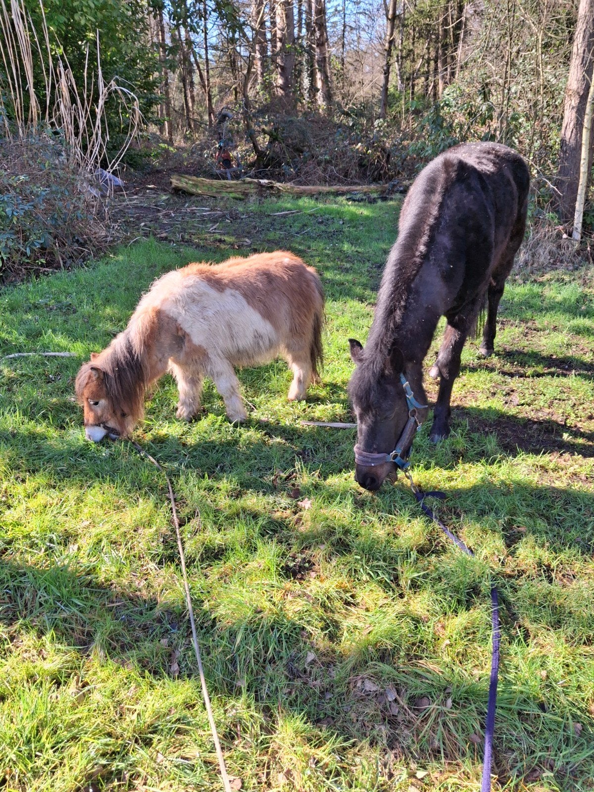 9j merrie en bont ruintje, Animaux & Accessoires, Poneys, Jument