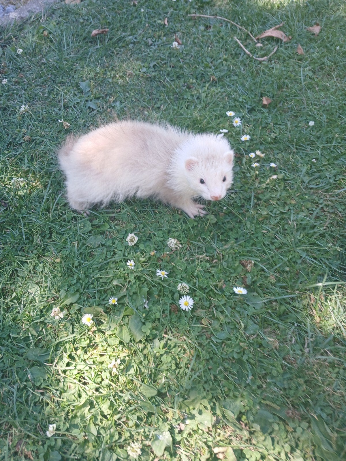 furets (volangora), Animaux & Accessoires, Animaux Autre, Mai, Plusieurs animaux