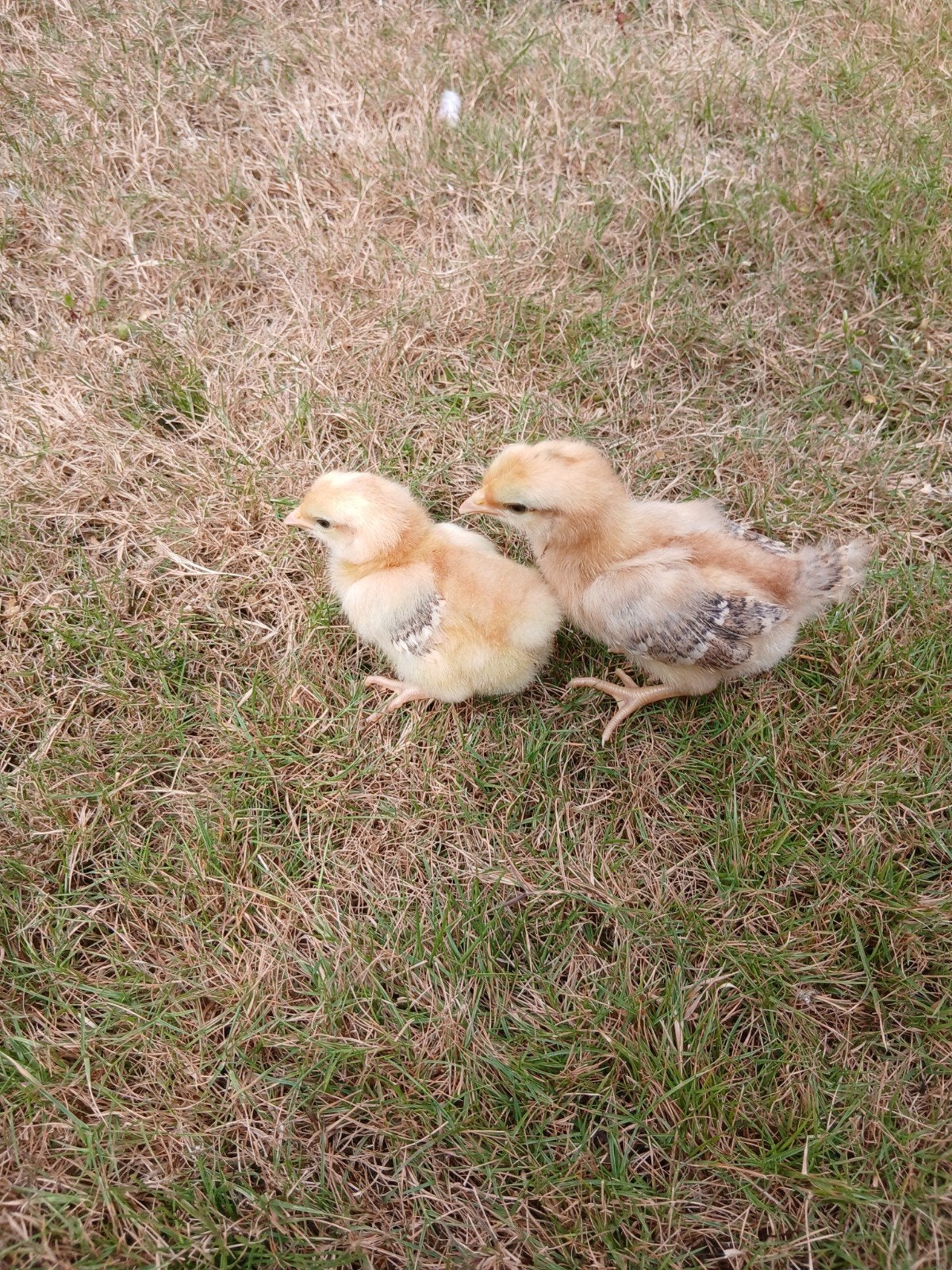 2 kuikens geboren op 10/08 voor €7 samen, Sexe inconnu, Poule ou poulet
