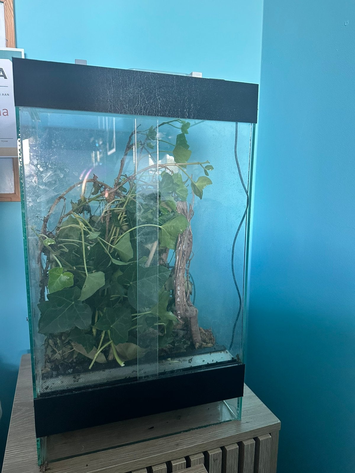 Terrarium met ~13 wandelende takken ook apart te kopen, Dieren en Toebehoren, Ophalen, Zo goed als nieuw
