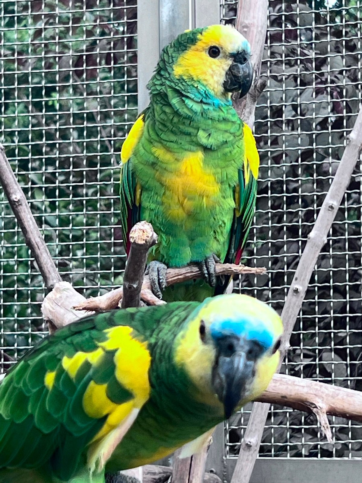 Perroquet amazone, Perroquet
