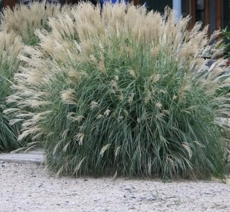 Miscanthus sinensis 'Yakushima Dwarf', Jardin & Terrasse, Automne, Plein soleil, Enlèvement, Graminées ornementales