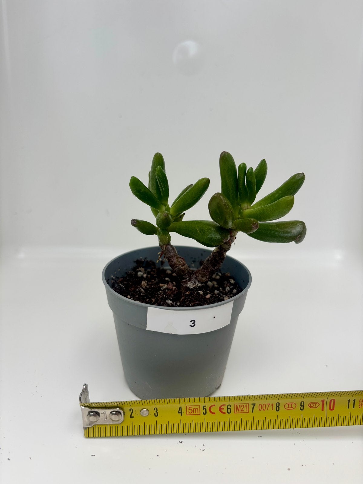 Mini Crassula Hobbit Bonsai, Maison & Meubles, Plante succulente, En pot, Plein soleil, Moins de 100 cm