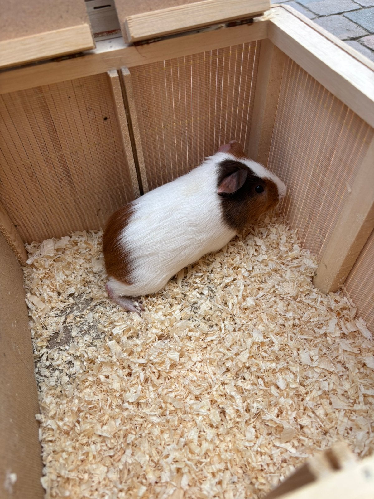 Jonge cavia, Dieren en Toebehoren, September, Mannelijk, Cavia