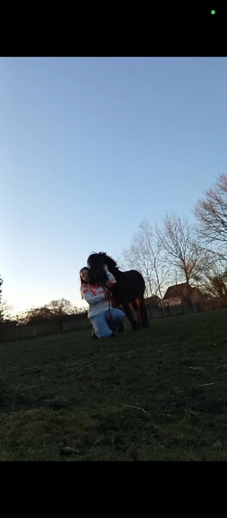 Mini paardje N.M.P.R.S, Dieren en Toebehoren, Pony's, Met stamboom, Ruin, M, 0 tot 2 jaar