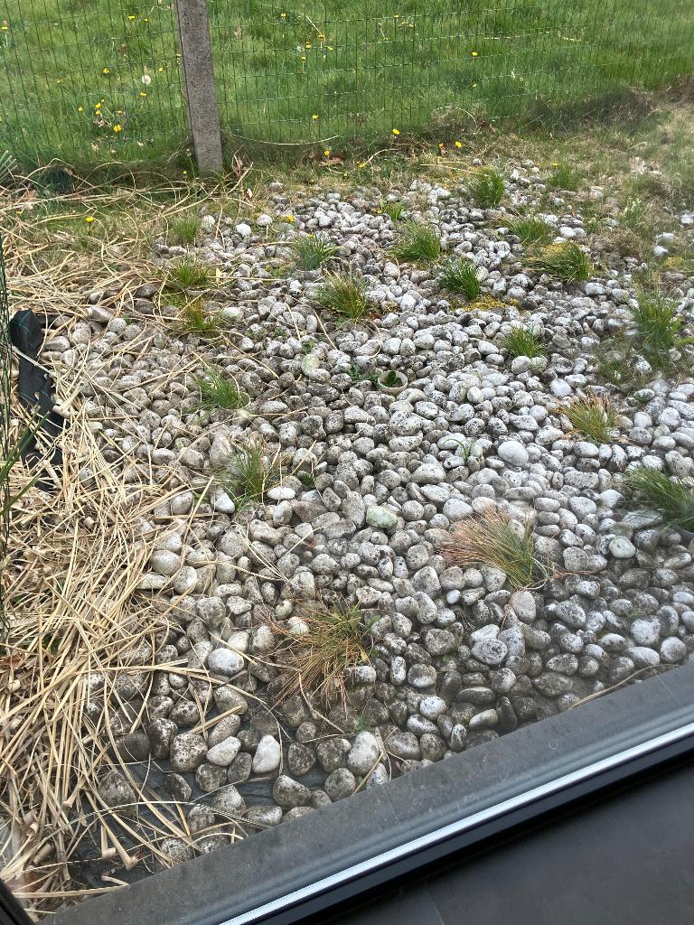Sierstenen wit GRATIS, Tuin en Terras, Ophalen, Overige materialen, Gebruikt, Wit