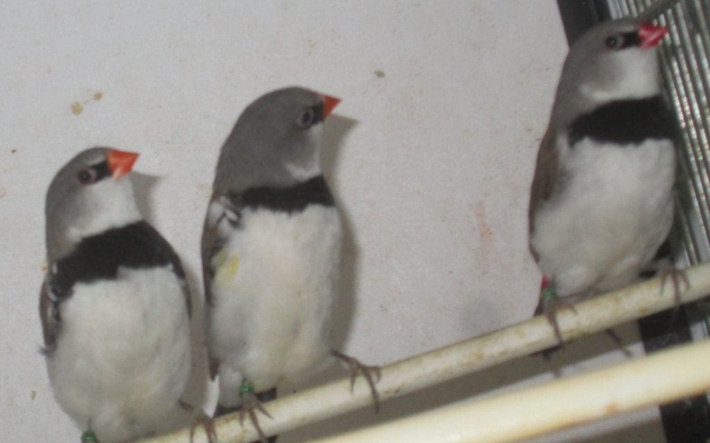 verschillende exoten, Meerdere dieren, Tropenvogel, Geringd