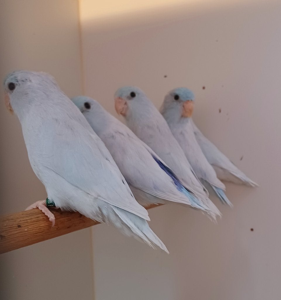 Forpussen, Dieren en Toebehoren, Vogels | Parkieten en Papegaaien, Parkiet, Meerdere dieren, Geringd