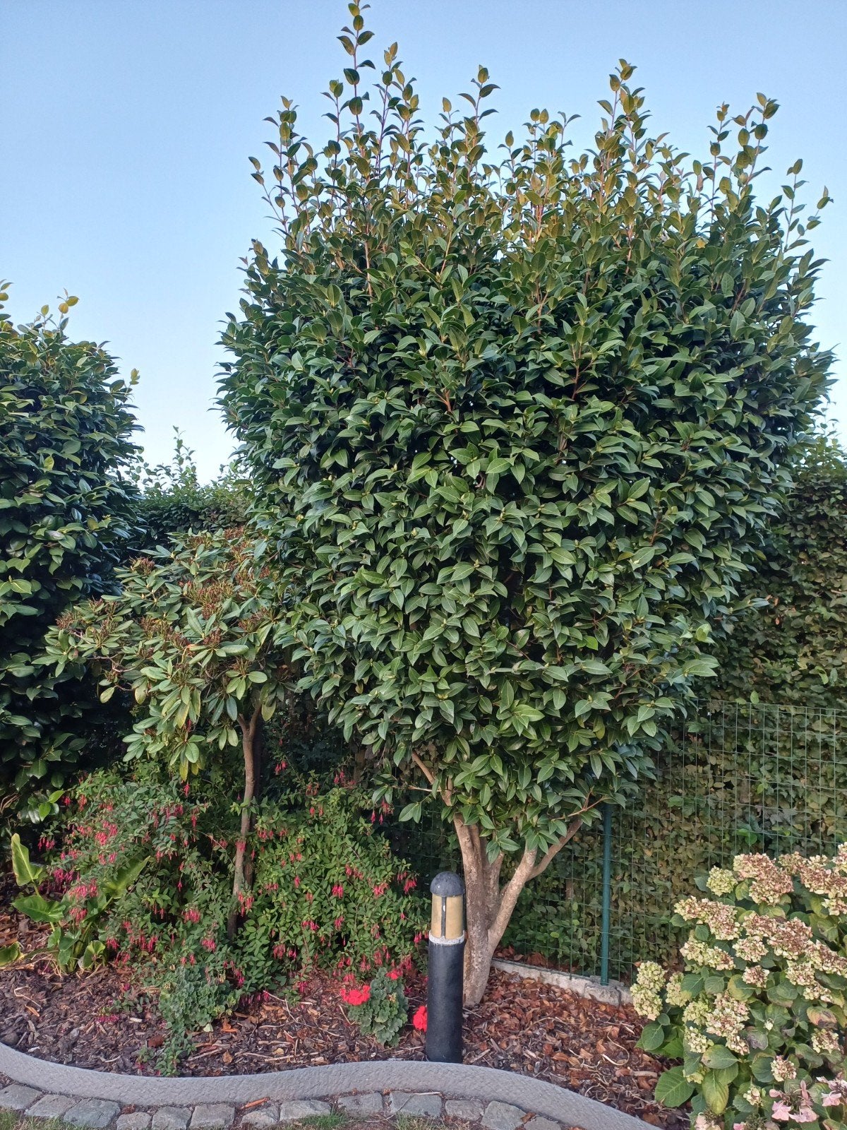 2 grote camelia's, Tuin en Terras, Planten | Bomen, Ophalen