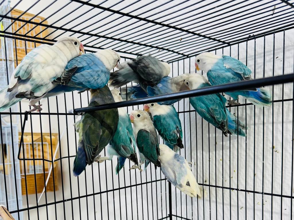 Lot de 11 Agapornis, Animaux & Accessoires, Oiseaux | Perruches & Perroquets