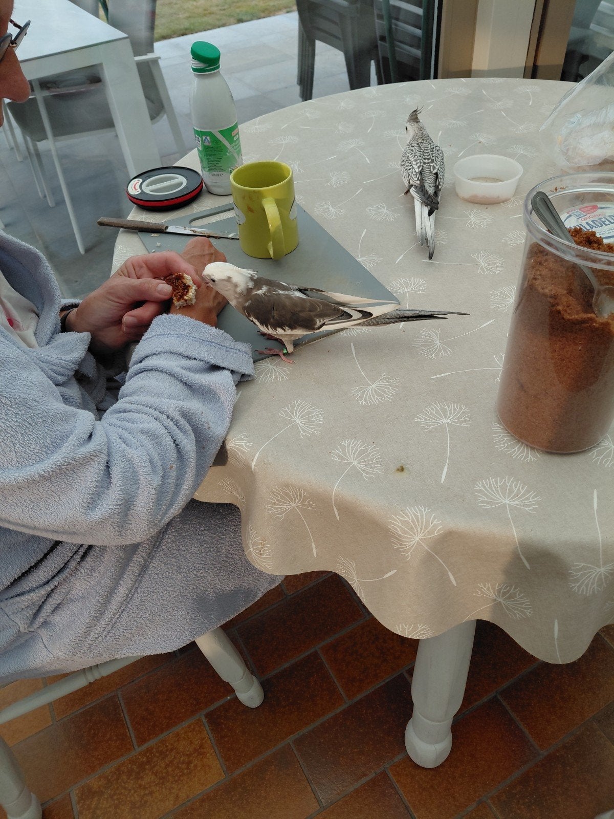tamme valkparkieten, Dieren en Toebehoren, Tam