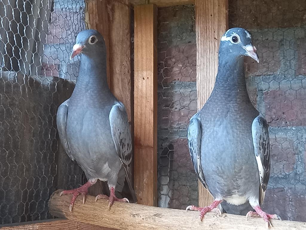 2 Jonge reisduiven