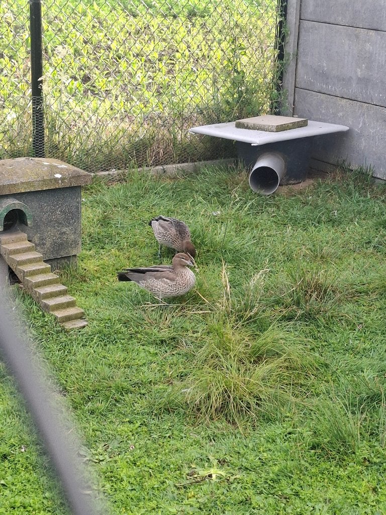 manegans, Meerdere dieren, Eend