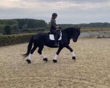 Mooie Friese merrie, Merrie, L, 160 tot 165 cm, 11 jaar of ouder
