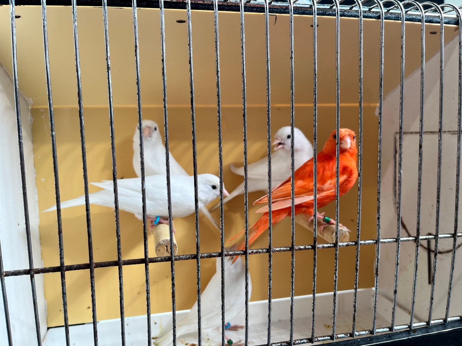 Kanarie wit /rood, Dieren en Toebehoren, Geslacht onbekend, Kleurkanarie