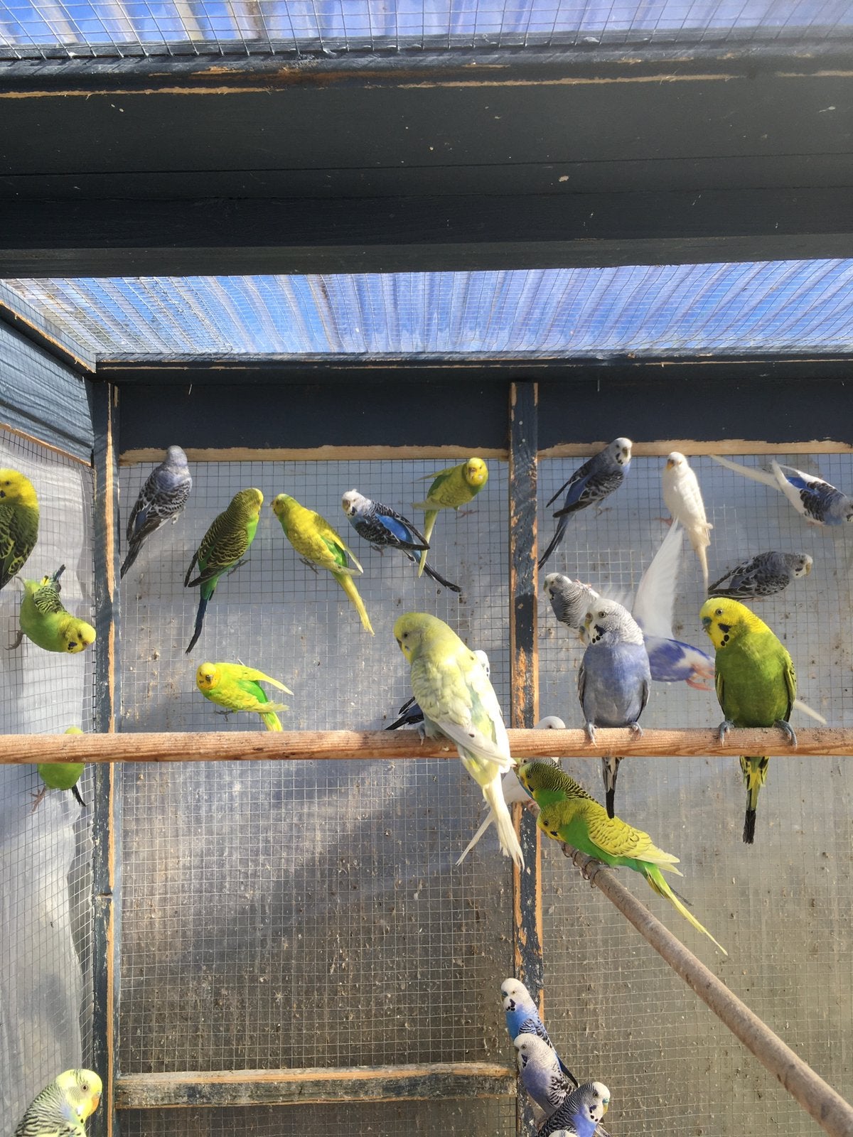 WINTERHARDE GRASPARKIETJES VANAF 20 EURO/KOPPEL, Plusieurs animaux, Perruche