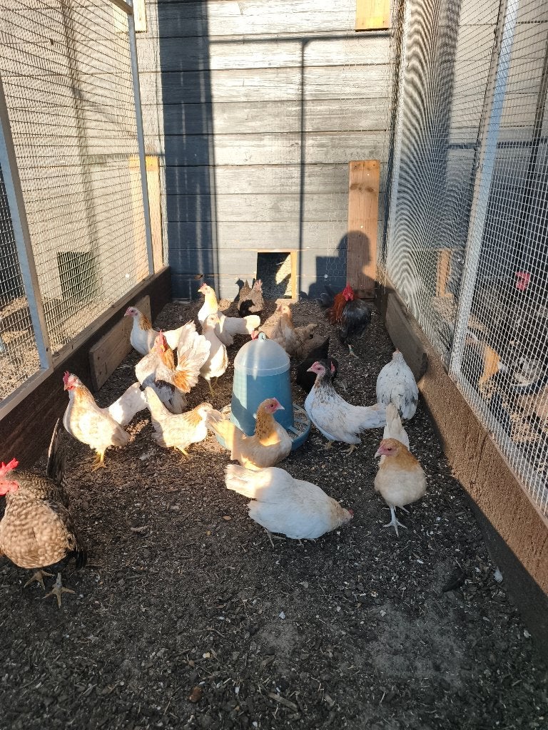 Serama's, Dieren en Toebehoren, Kip