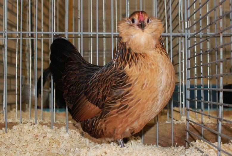 Antwerpse baardkrielen Van 2026 ., Animaux & Accessoires, Plusieurs animaux, Poule ou poulet