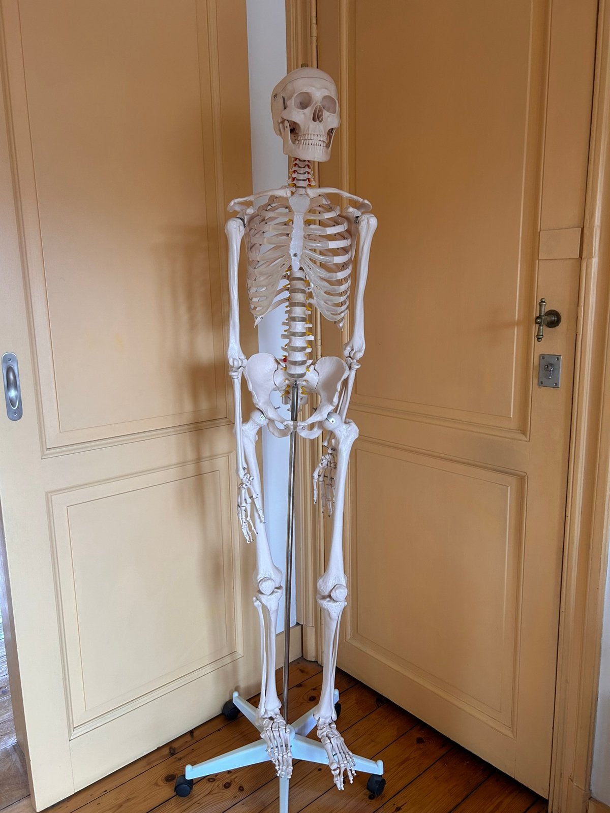 anatomie van het skelet, Ophalen, Zo goed als nieuw