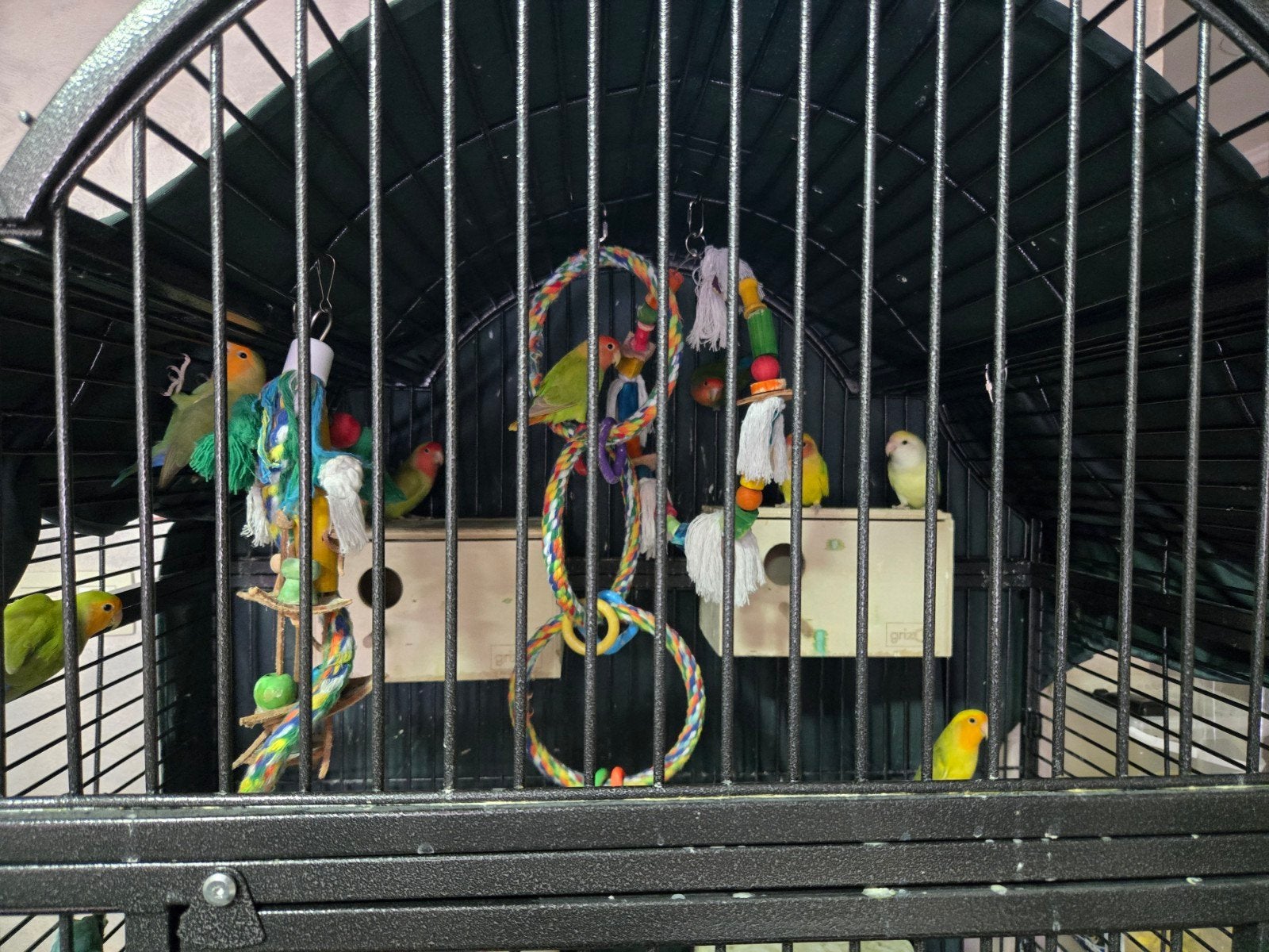 Tourtereaux, Animaux & Accessoires