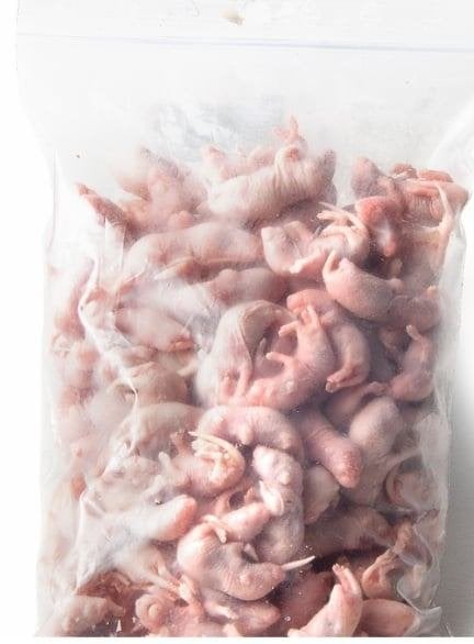 BABY MUISJES, Dieren en Toebehoren, Knaagdieren, Juni, Meerdere dieren, Muis
