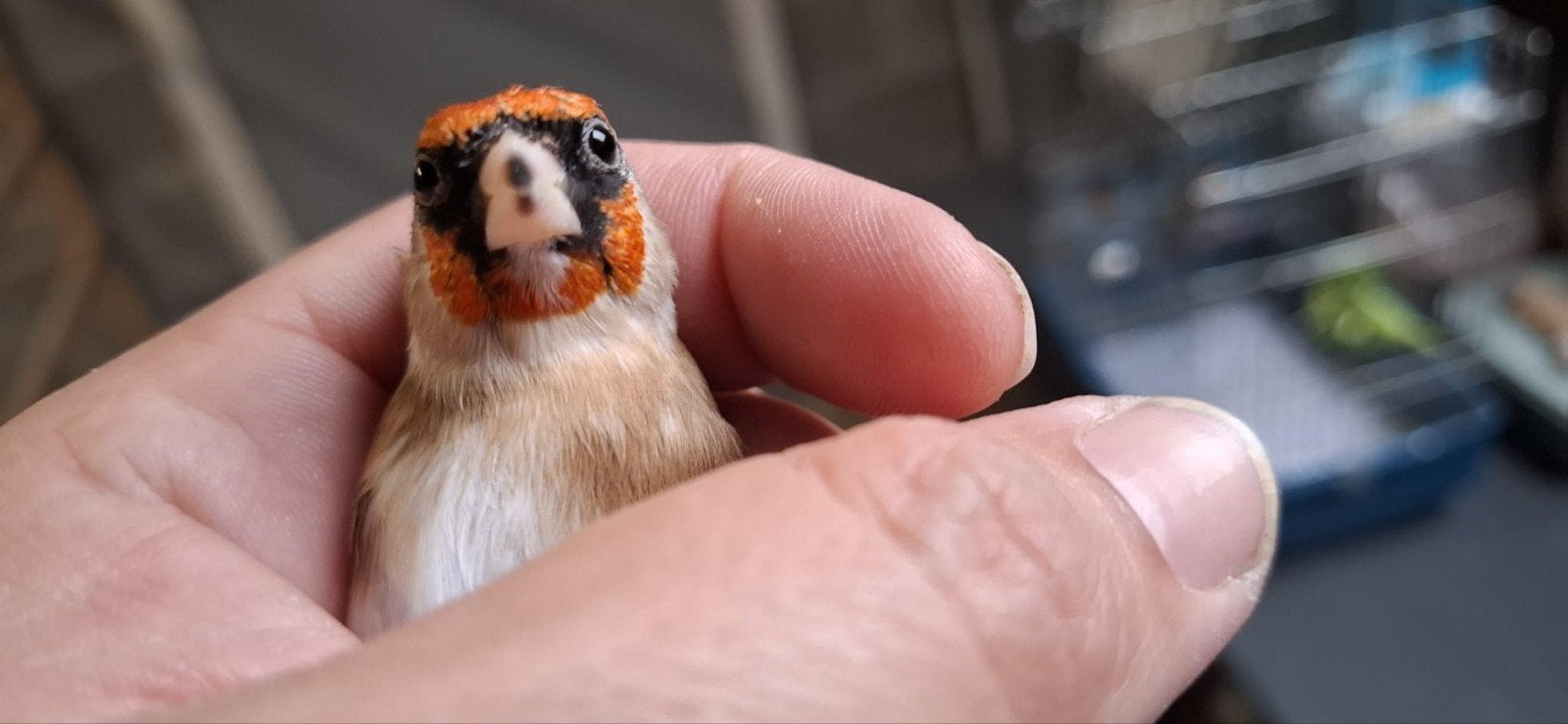 3 mâles parva, Dieren en Toebehoren, Vogels | Overige Vogels