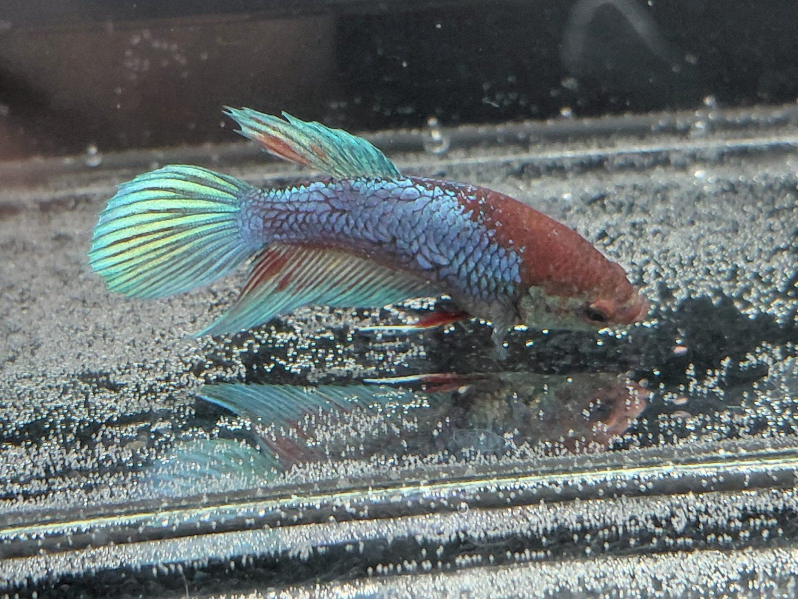 Betta vrouw veiltail, Animaux & Accessoires, Poisson