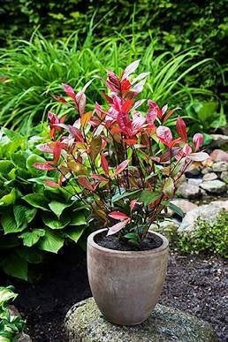 Photinia fraseri 'Red Robin' Haagplanten in pot, Tuin en Terras, Ophalen, Haag