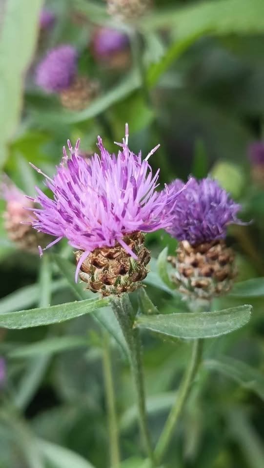 Knoopkruid / Centaurea jacea, potjes vanaf 1 euro, Tuin en Terras, Volle zon, Vaste plant, Zomer, Ophalen