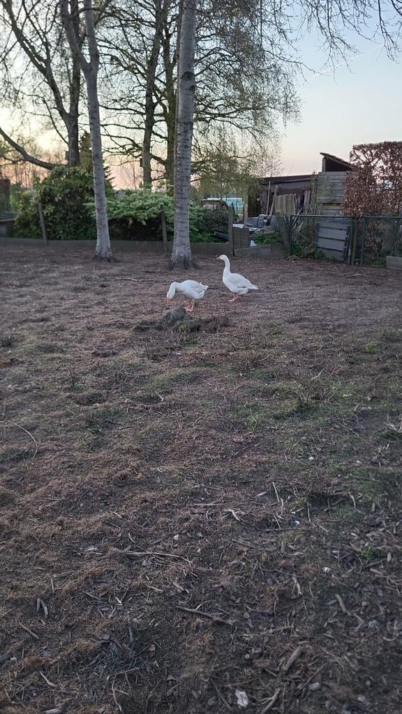 2 ganzen te koop, Geslacht onbekend