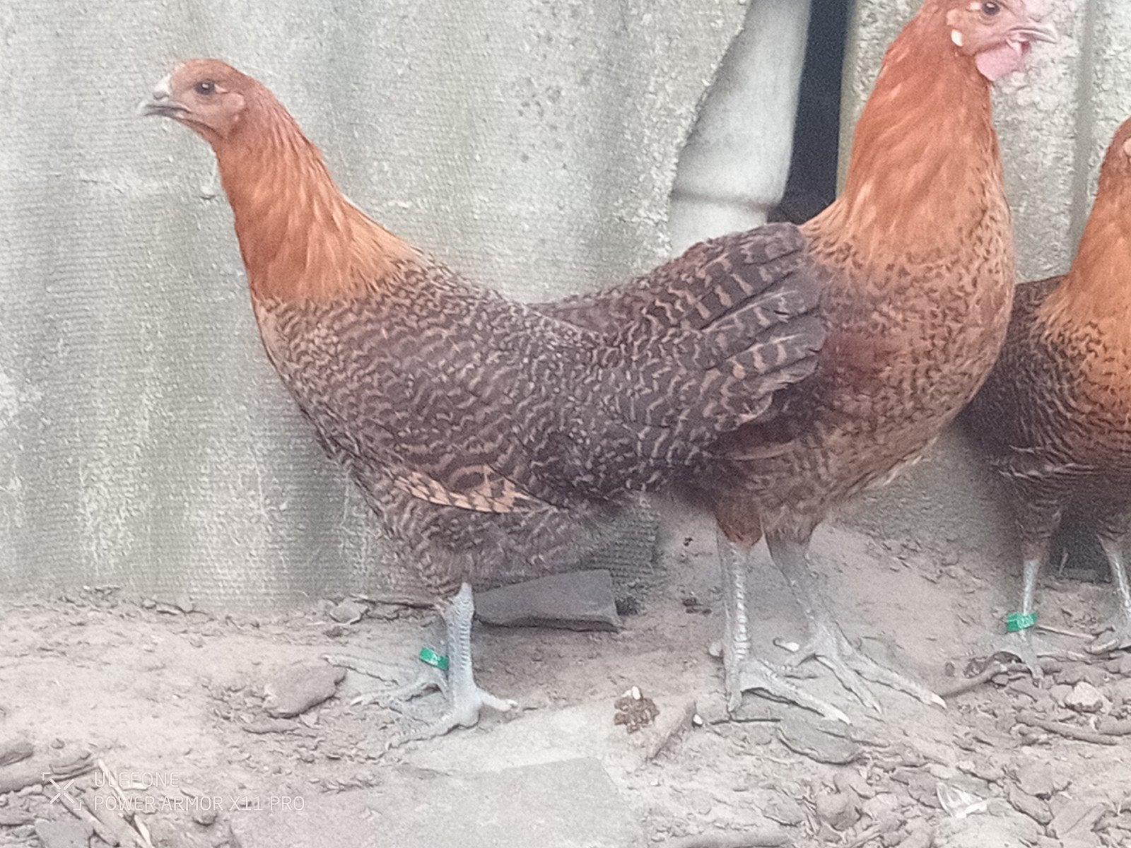 Legkippen, Dieren en Toebehoren, Pluimvee, Meerdere dieren