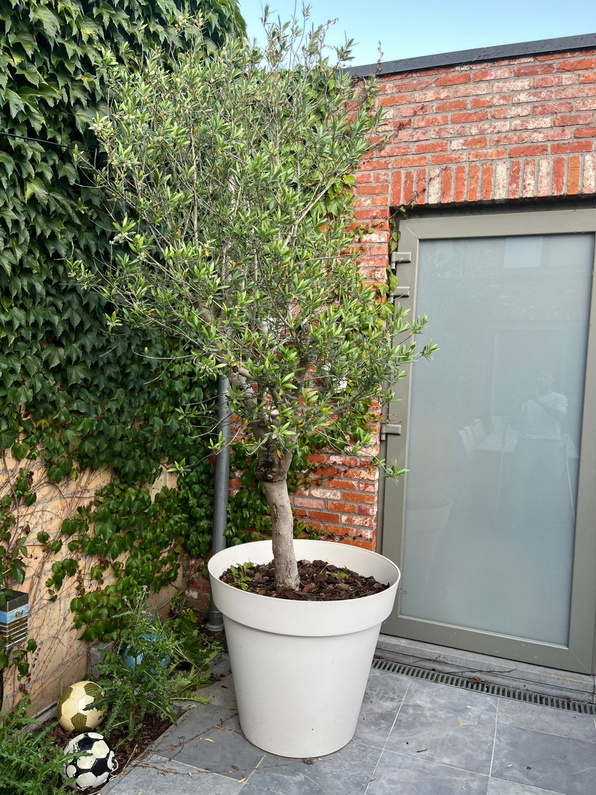 Prachtige volwassen olijfboom ( olea europea ), Ophalen, Olijfboom