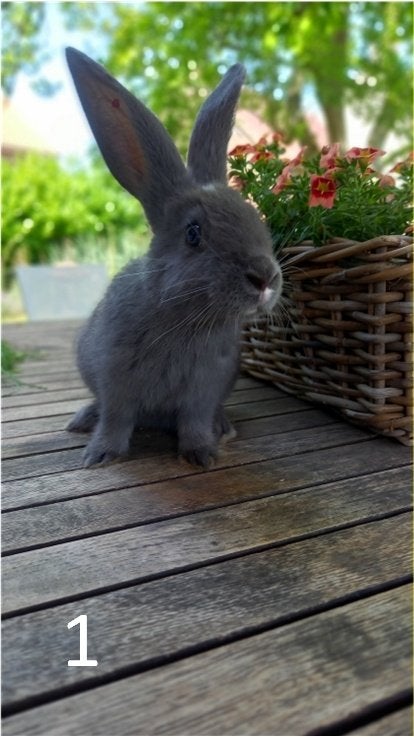 Duitse/Vlaamse reuzen, Meerdere dieren, Groot, 0 tot 2 jaar