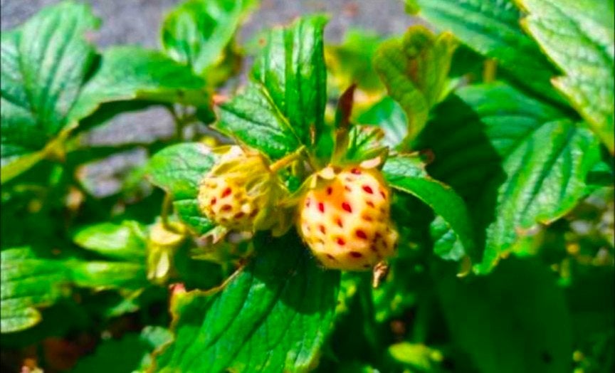 planten witte aardbei (ananasaardbei), Ophalen, Vaste plant, Fruitplanten