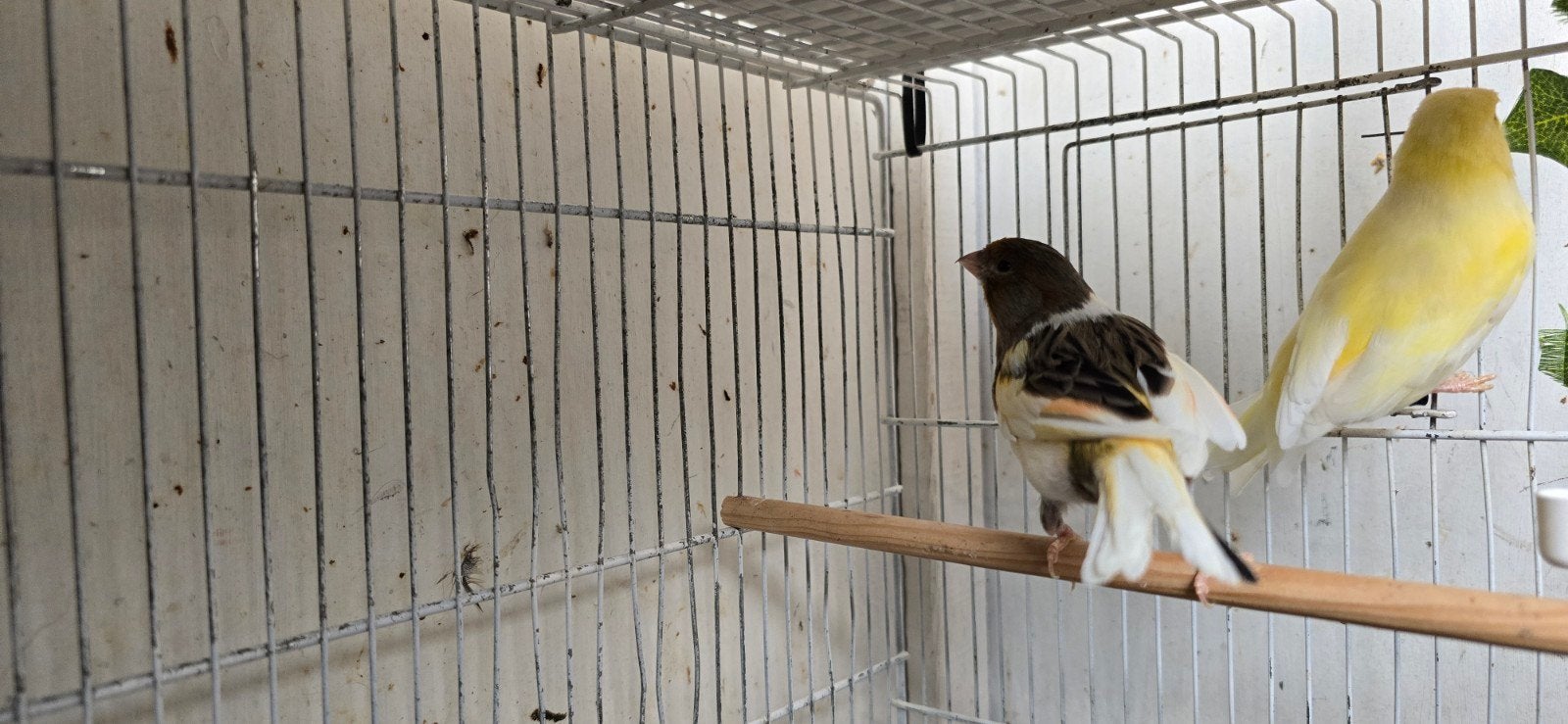 Koppel kanarie met kooi, Dieren en Toebehoren, Vogels | Kanaries