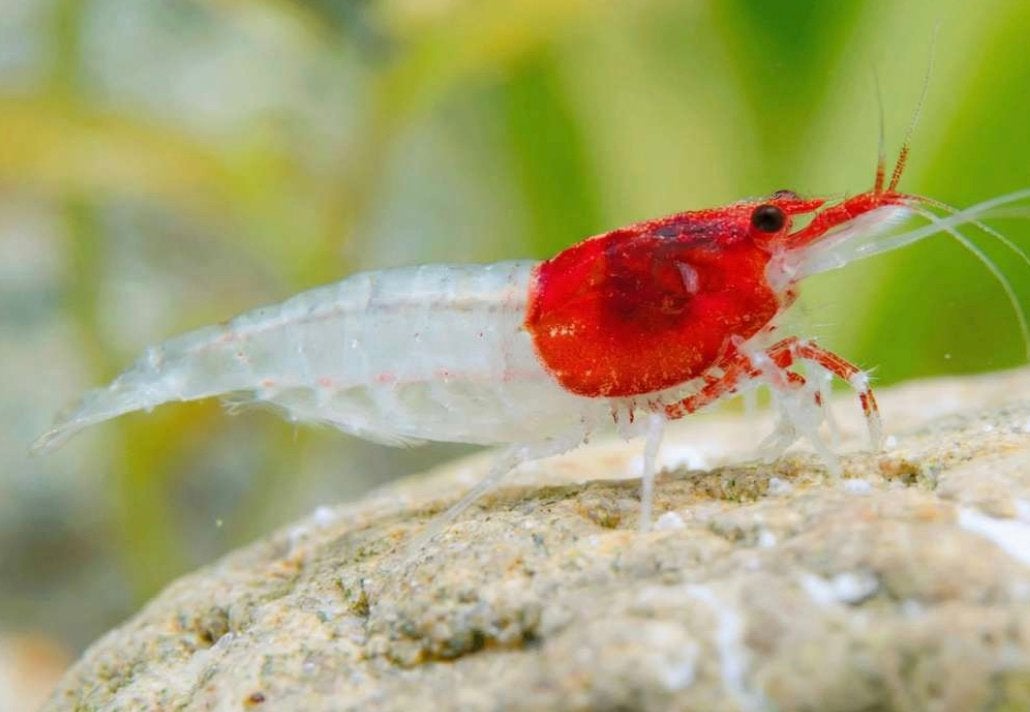 NEW Neocaridina RedNeck garnalen (import), Dieren en Toebehoren, Kreeft, Krab of Garnaal, Zoetwatervis, Schoolvis