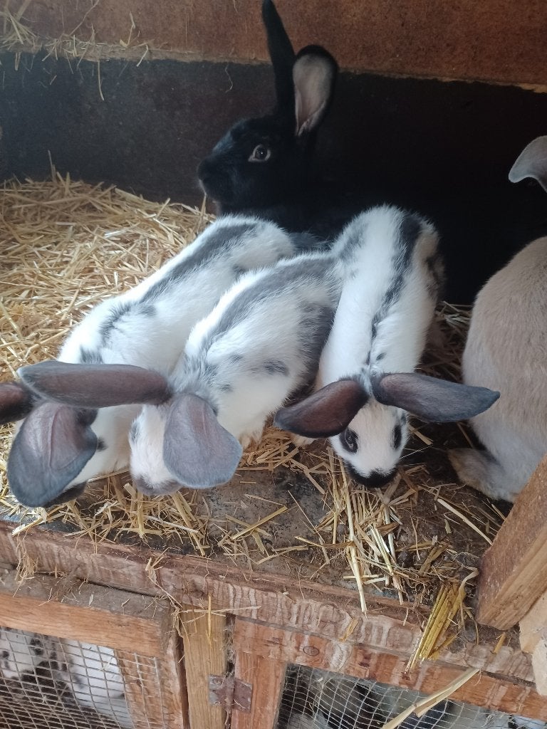 Jonge konijnen, Dieren en Toebehoren, Konijnen, Meerdere dieren, Groot, 0 tot 2 jaar