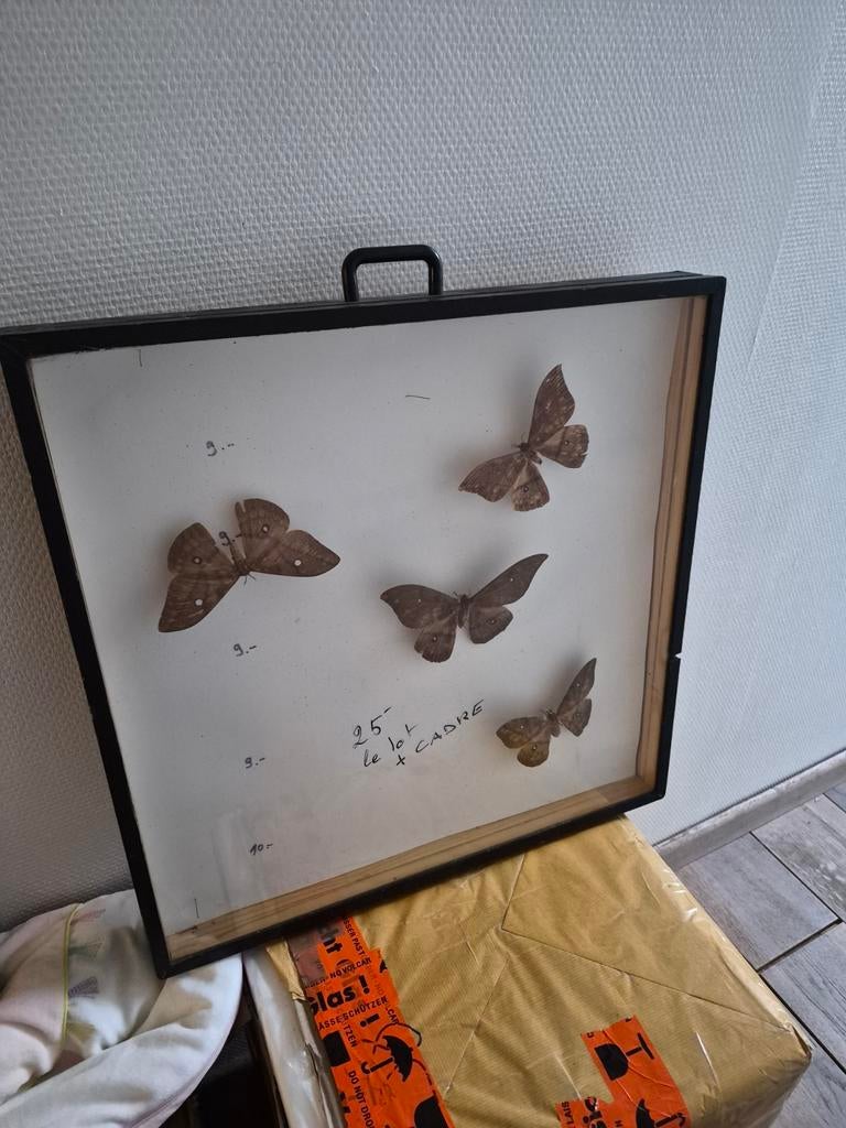 Cadre pour collection insectes / papillons, Collections, Enlèvement ou Envoi
