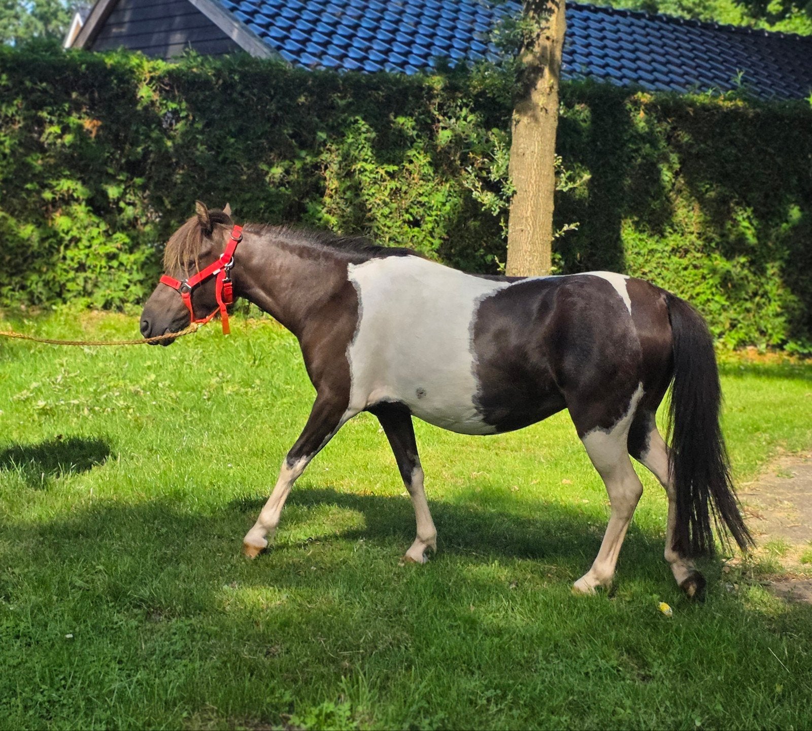 Prachtige zwartbonte 4 jarige merrie te koop aangeboden!, Jument, Poney A (jusqu'à 1.17 m), Avec puce électronique, 3 à 6 ans