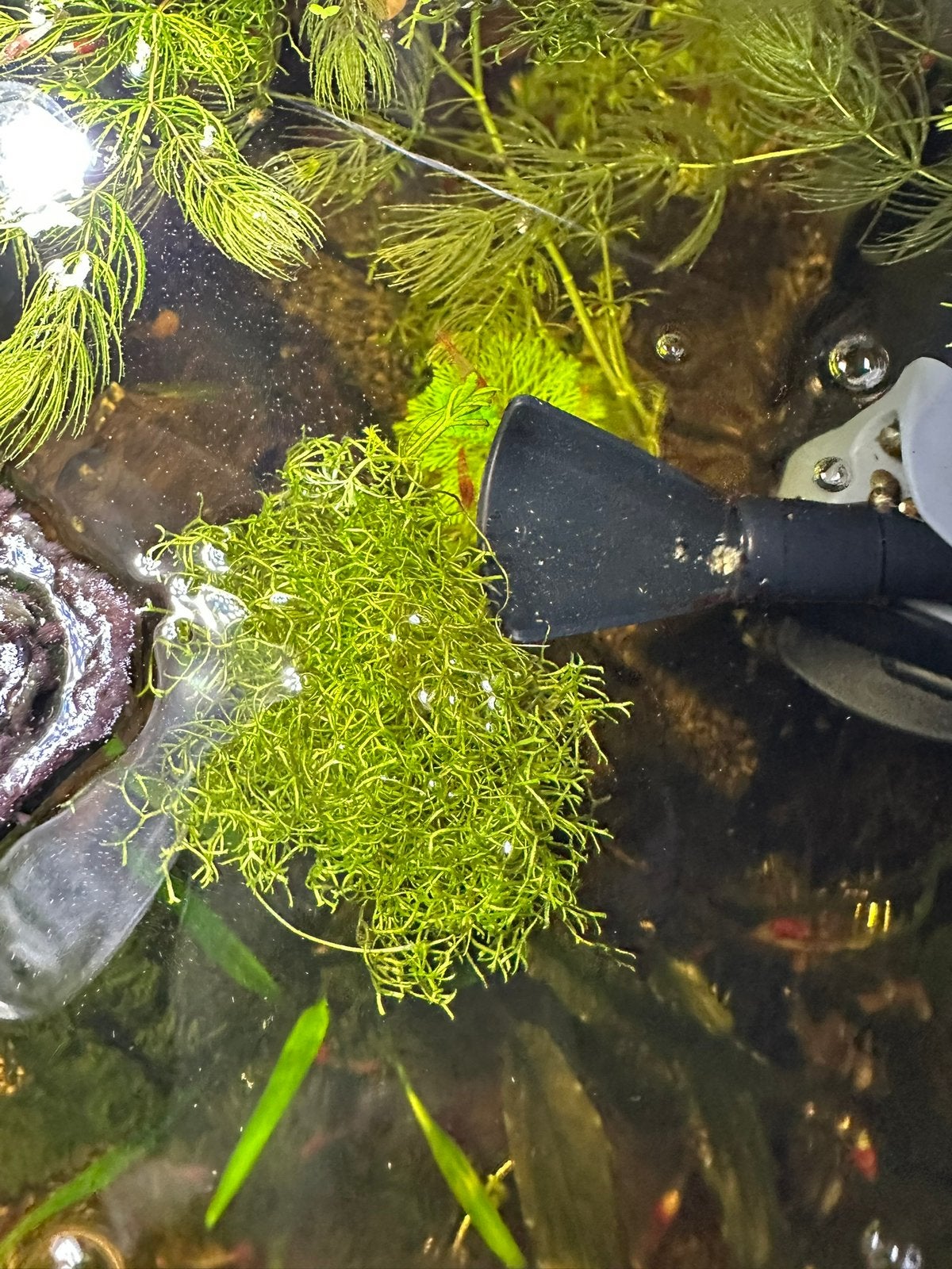 Riccia Fluitans, Dieren en Toebehoren, Ophalen, Zo goed als nieuw, Plant(en), Steen of Hout, Overige merken