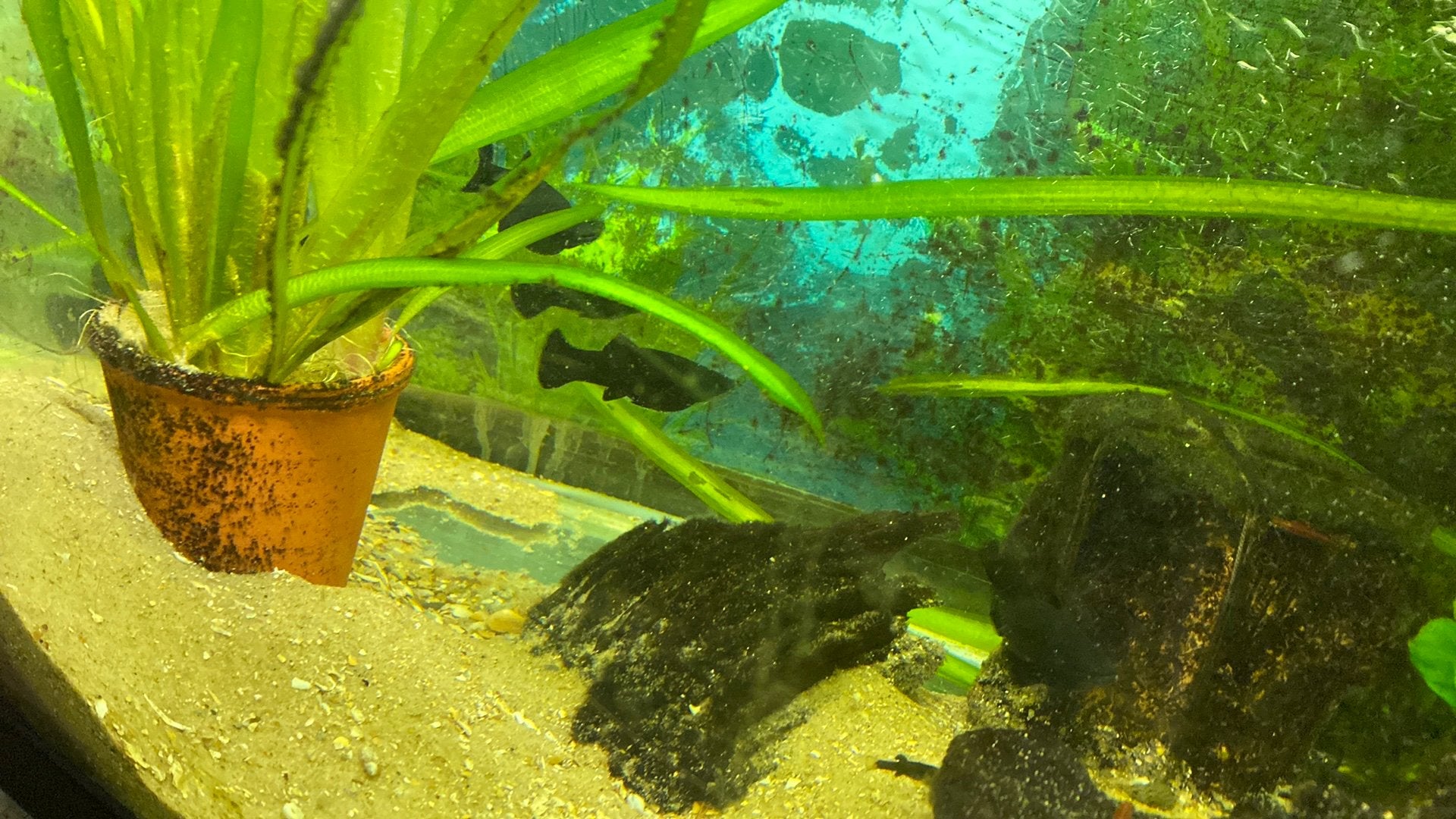 Black molly. Middenmaat 2,5€ stuk raszuivere. Volkomen zwart