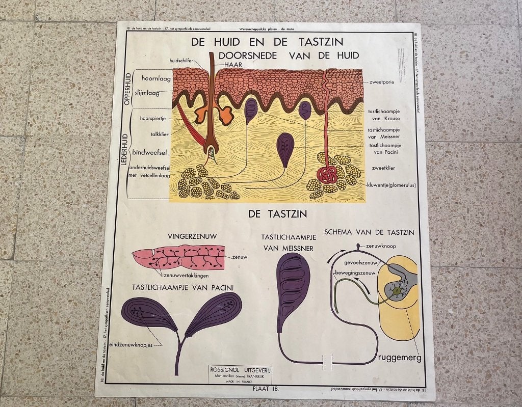Vintage schoolkaarten, Ophalen, Natuur en Biologie