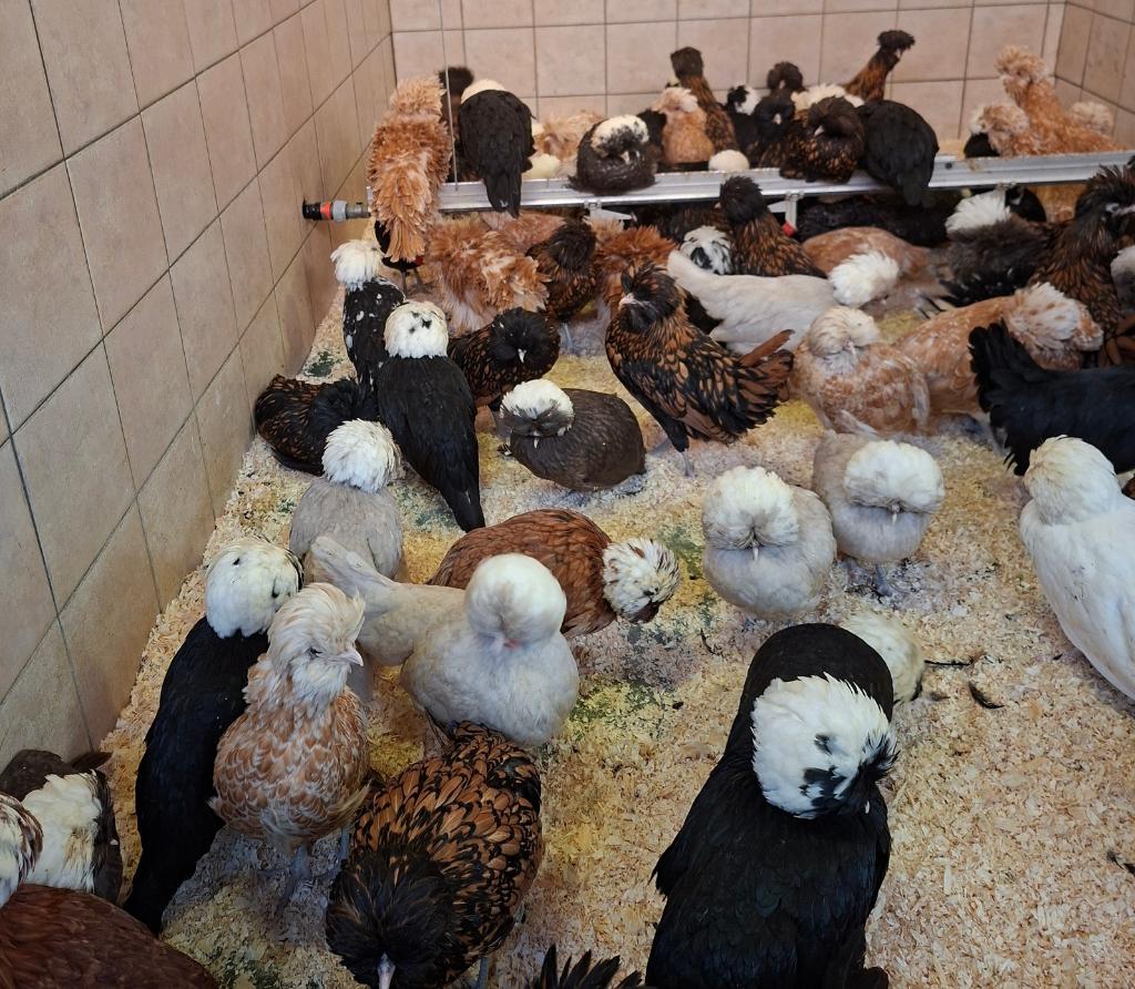 Padua en Hollandse Kuifhoender, Dieren en Toebehoren, Pluimvee, Meerdere dieren, Kip