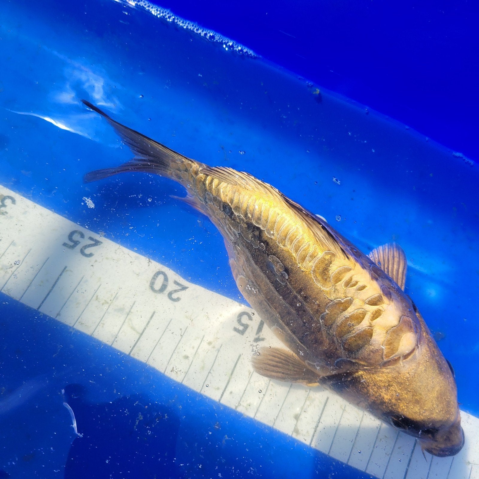 Koi 23 cm, Ophalen