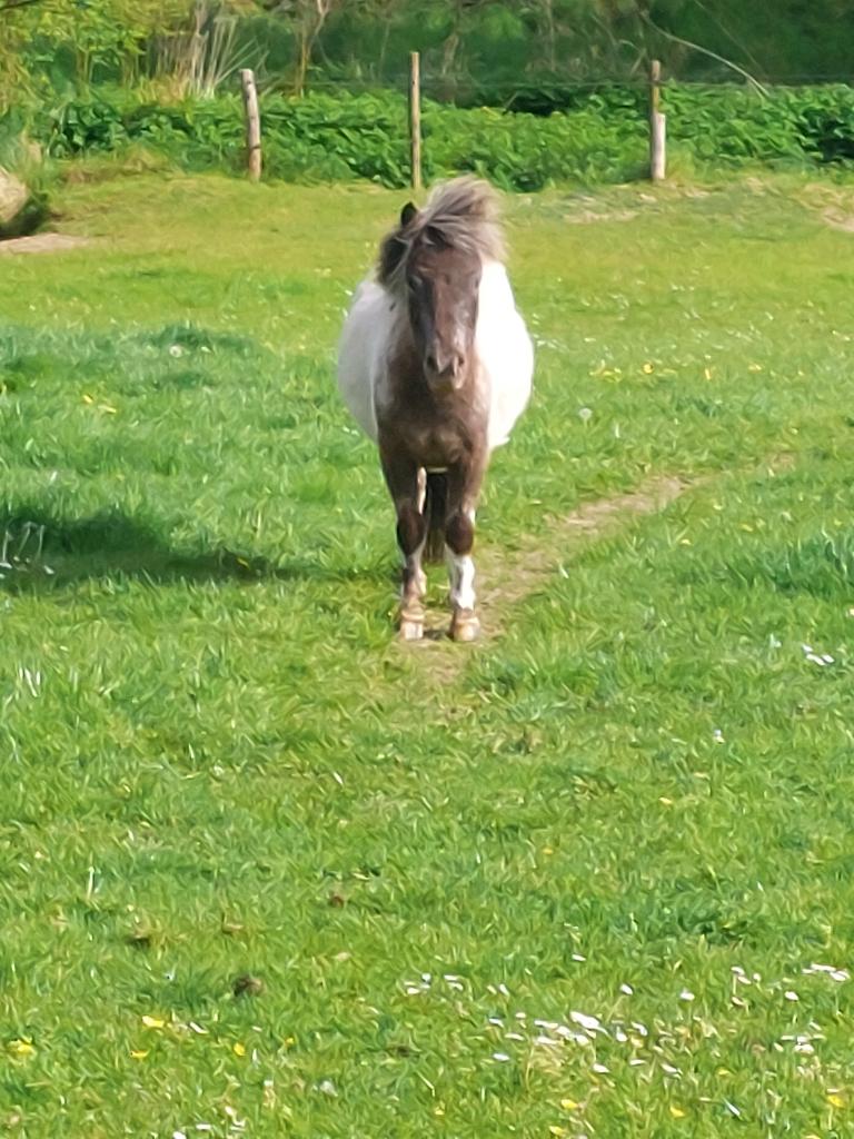 Mooi getekende 2 jr. Shetlander ruin, Dieren en Toebehoren, Ruin, Niet van toepassing, 0 tot 2 jaar, A pony (tot 1.17m)