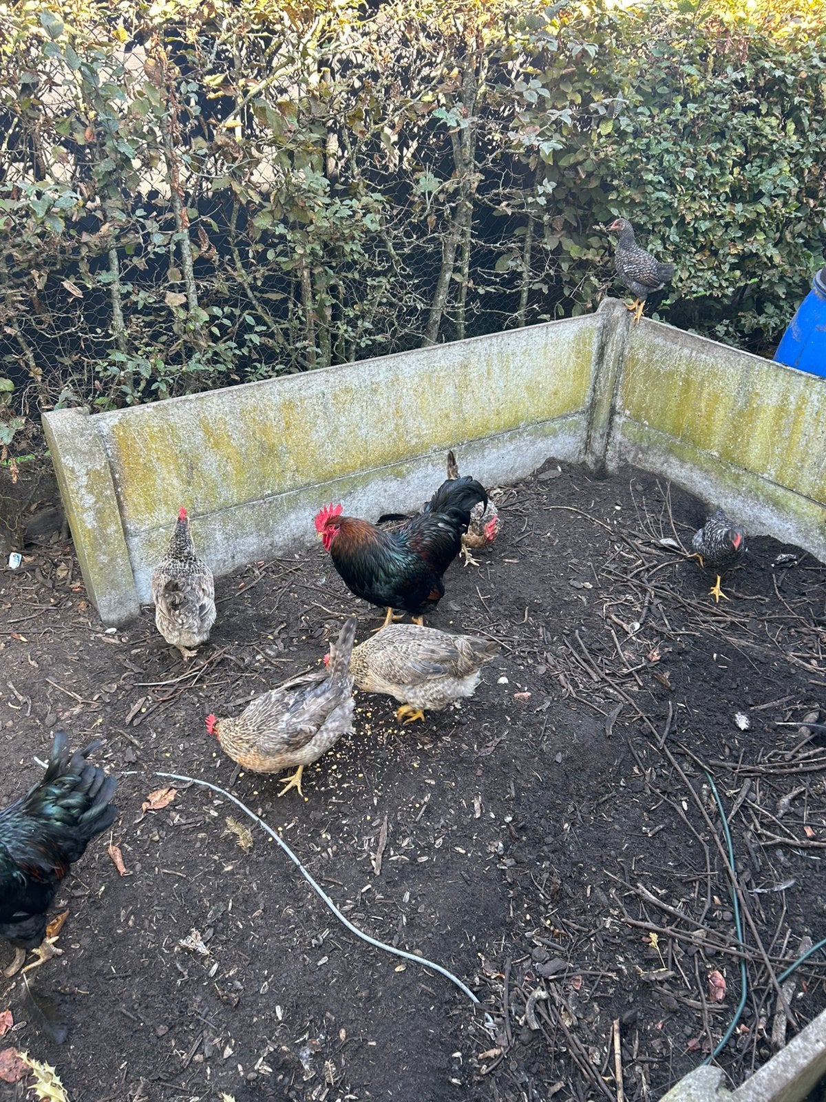 6 haantjes cream legbar x barnevelder, Dieren en Toebehoren